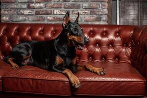 Doberman Pinscher. Dog on a brown background. Dog lies on the leather sofa. photo