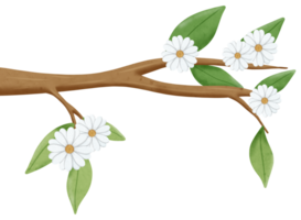 hand draw tree branch with white flowers png