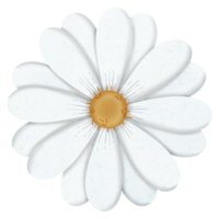 White daisy flower illustration png