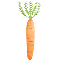 Watercolor Carrot Illustration png