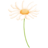 Watercolor Daisy Illustration png