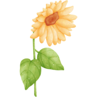 ilustración de girasol acuarela png