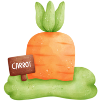 acquerello carota illustrazione png