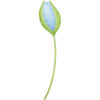 acuarela azul tulipán ilustración png