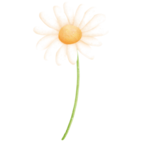 Watercolor Daisy Illustration png