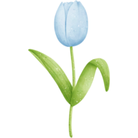 Watercolor Blue Tulip Illustration png