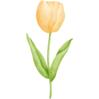 aguarela amarelo tulipa ilustração png