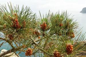 Pine tree with pine cones on the sea background photo