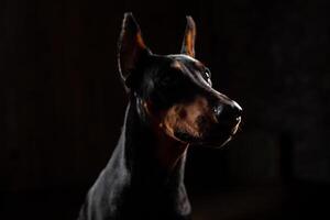 Close-up Funny Portrait of Doberman Dog with big nose Stare in Camera in Camera on isolated Black background photo