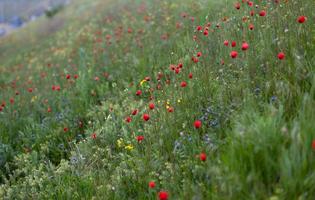 Field of poppies photo