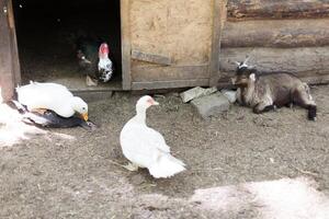 Domestic duck and goats in the birds yard photo