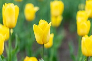 Yellow tulip flowers background outdoor photo