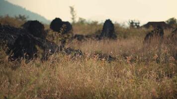 Serene meadow with scattered rocks and wildflowers at dusk, soft focus for a tranquil background. video