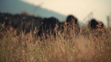 Cattle grazing behind tall grass with a soft focus, conveying a serene pastoral scene. video