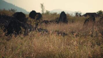 heiter Landschaft mit wild Bison Weiden lassen im ein grasig Feld beim Dämmerung, mit Sanft Fokus und ein warm Ton. video