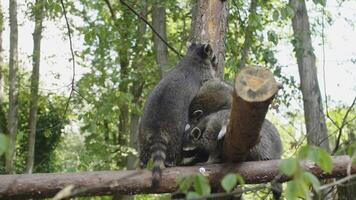 Three raccoons on branches climb the trunk video