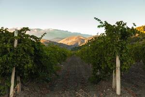 vineyard at the foot of the mountain photo