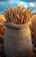 AI generated Wheat field and bag of grain. Grain of wheat bag in a field photo