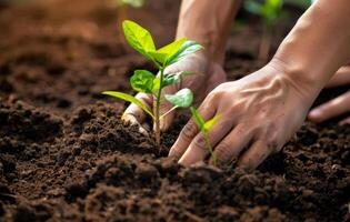 AI generated Farmer's hands planting the seedlings into the soil photo