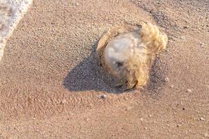 Dead jelly fish lies on summer bech sand close up. photo