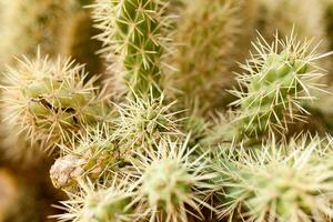 A large cactus with thorns in the wild spiny background photo