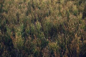 Straw texture background photo