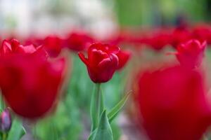 Red tulip flowers background outdoor photo