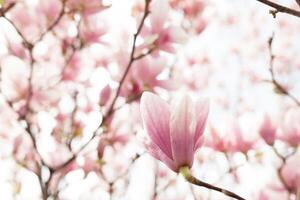 de cerca de magnolia árbol florecer con borroso antecedentes y calentar Brillo Solar foto