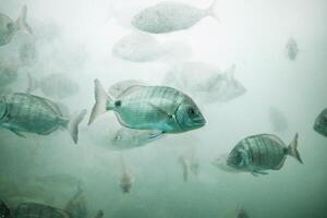 Fishes in aquarium or reservoir ubder water on fish farm photo