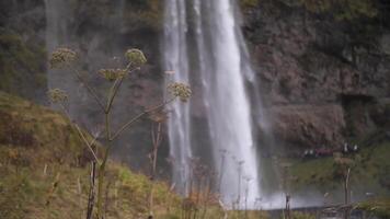 Waterfall in Iceland in the summer. The nature of Iceland. video