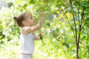 Little Caucasian girl, two years old, gathering unripe cherries in orchard photo