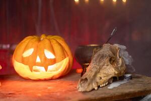 Halloween. Scary Halloween pumpkin with carved face on table in dark room with human skull and animal skull photo