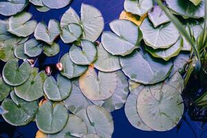 Water lily leaf water surface background photo