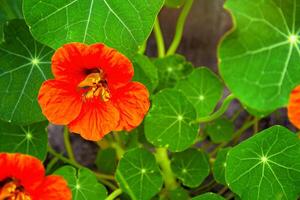 Colorful nasturtium flowers on a background of the autumn landscape photo