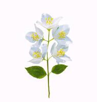 branch of jasmine flowers isolated on white background. photo