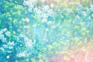 Soft focus. Blossoming branch cherry. Bright colorful spring flowers photo