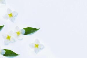 White Jasmine flowers pattern top view, flat lay. delicate spring flowers. photo