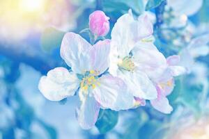 Blurred. Spring. Blossoming branch apple. nature photo