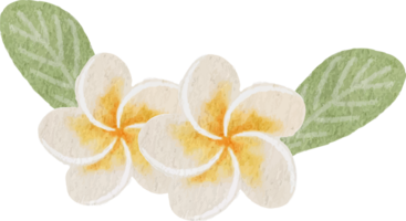 vattenfärg vit plumeria blomma songkran thai vatten festival element png