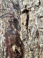 Bark of tree texture. Abstract background and texture Bark of tree in the forest Natural background and texture for design. photo