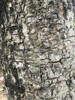 Bark of tree texture. Abstract background and texture Bark of tree in the forest Natural background and texture for design. photo