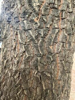 Bark of tree texture. Abstract background and texture Bark of tree in the forest Natural background and texture for design. photo