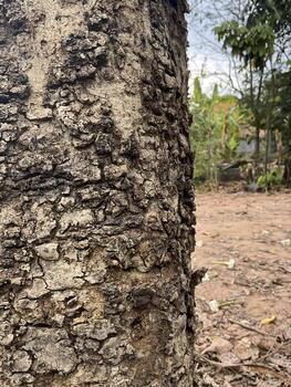 Bark of tree texture. Abstract background and texture Bark of tree in the forest Natural background and texture for design. photo