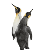 a watercolor painting of couple king penquins isolated on background png