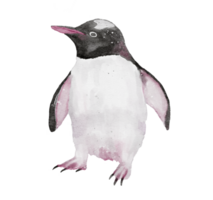 a watercolor painting of Gentoo penquin isolated on background png