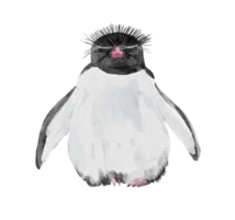 ein Aquarell Gemälde von Rockhopper Penquin isoliert auf Hintergrund png