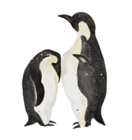 a watercolor painting of couple emperior penquins isolated on background png