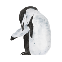 ein Aquarell Gemälde von Kinnriemen Penquin isoliert auf Hintergrund png