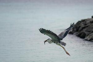 Stork eating fish and flying over the ocean. photo
