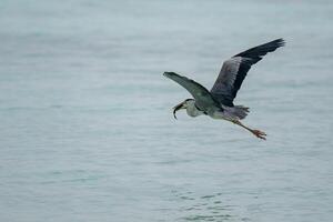 Stork eating fish and flying over the ocean. photo